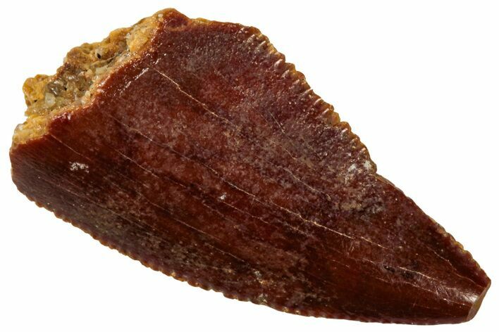 Serrated Raptor Tooth - Real Dinosaur Tooth #298142